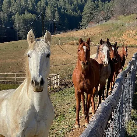 Camigliatello Hotel 4*