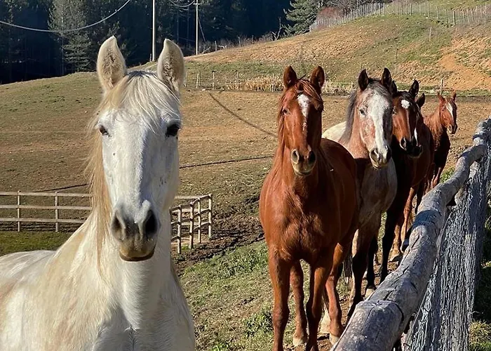 Camigliatello מלון 4*